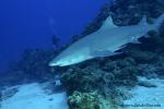 Lemon Shark 025 7239