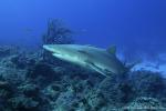 Lemon Shark 028 7334