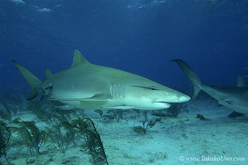 Lemon Shark 030 7368