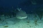 Lemon Shark 039c 7453