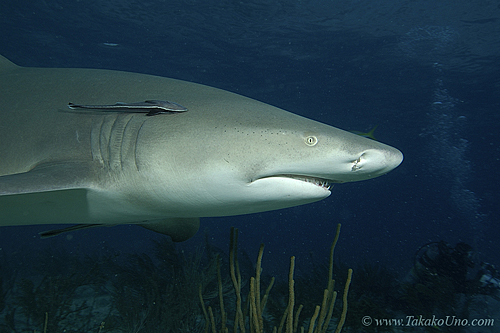 Lemon Shark 036 7437