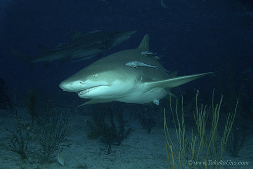 Lemon Shark 045c 7484