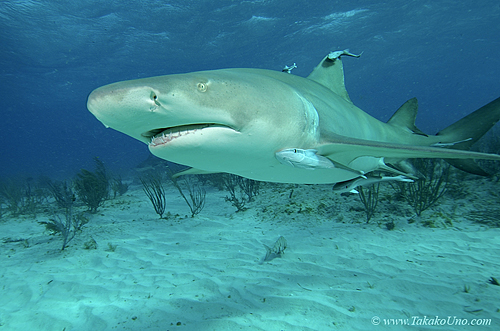 Lemon Shark 051c 7522