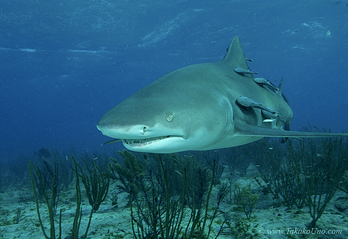 Lemon Shark 047c 7491