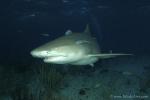 Lemon Shark 042c 7473