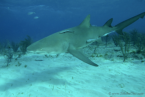 Lemon Shark 050c 7505