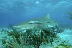 Lemon Shark 053 7557