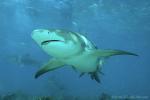 Lemon Shark 058 7613