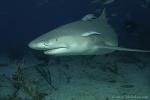 Lemon Shark eye problem 038c 7440