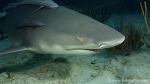 Lemon Shark 040c 7454