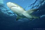 Lemon Shark 032 7411