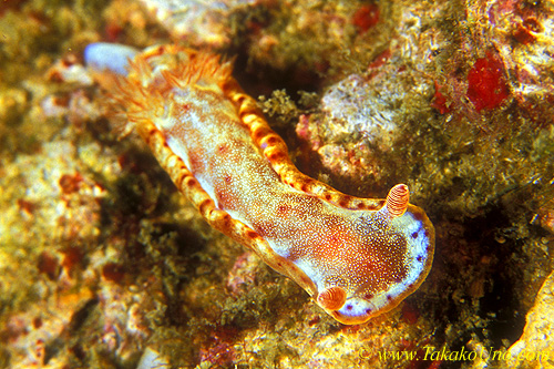 Hexabranchus sanguineus 01 25mm Kd