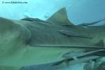 Remoras on Lemon Shark 01