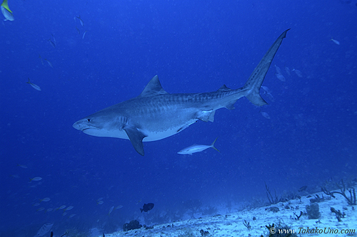Tiger Shark 066 7742