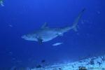 Tiger Shark 066 7742