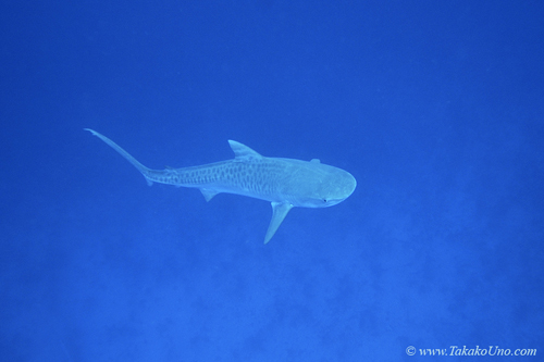 Tiger Shark 069c juvenile try to attack me 7945