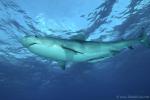 Tiger Shark 002 7511