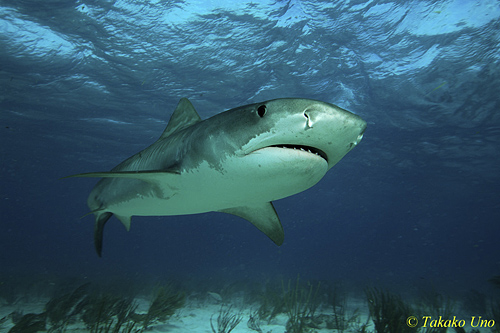 Tiger Shark 001