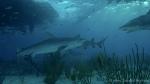 Tiger Shark 014c & Lemon Sharks 7422