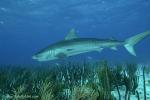 Tiger Shark 029 7507