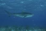 Tiger Shark 008c 7381