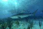 Tiger Shark 025 7495