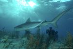 Tiger Shark 007 7378