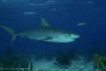 Tiger Shark 012c 7416