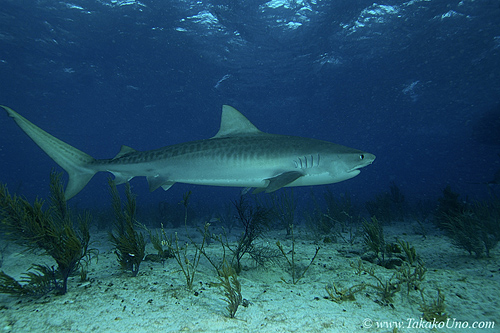 Tiger Shark 013 7417