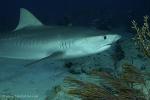 Tiger Shark 019 7448