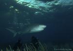 Tiger Shark 022c 7481