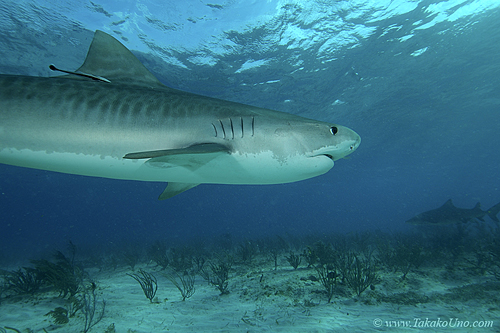 Tiger Shark 035 7519