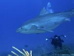 Tiger Shark 056c 7673