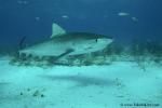 Tiger Shark 046 7586