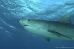 Tiger Shark 044ca 7568