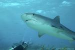 Tiger Shark 042c 7554