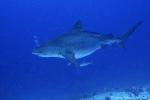 Tiger Shark 065c 7741