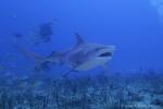 Tiger Shark 062ca 7729