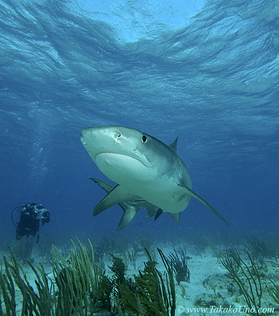 Tiger Shark 039cb 7534