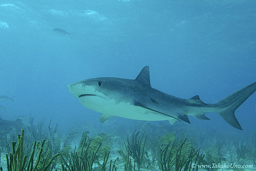 Tiger Shark 041c 7553