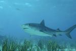 Tiger Shark 041c 7553