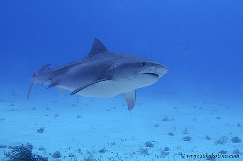 Tiger Shark 053c 7652