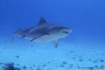 Tiger Shark 053c 7652