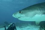 Tiger Shark 050 7595