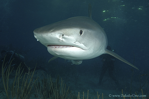 Tiger Shark 021 7470