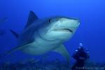 Tiger Shark 063 7730