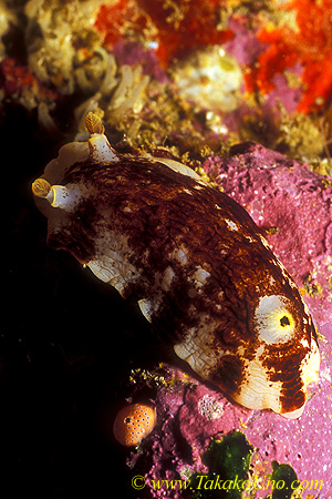 Aphelodoris luctuosa 01 45mm