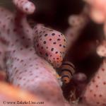 Cowry, Allied Cowries 01