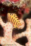 Cowry, Tiger Allied Cowry 02