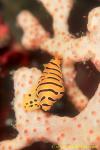 Cowry, Tiger Allied Cowry 03